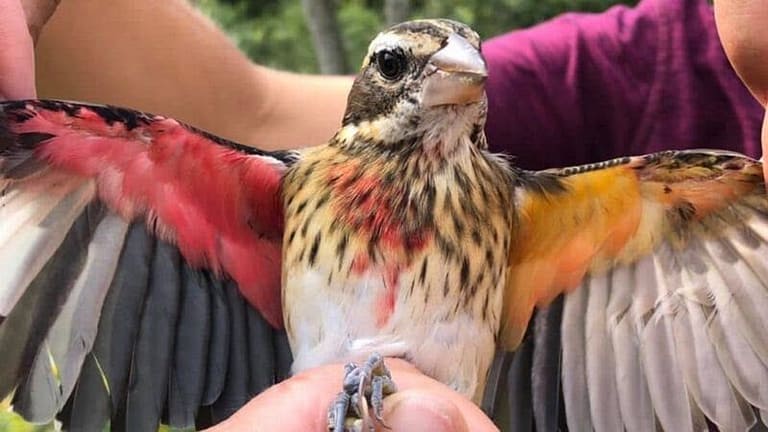 This Extremely Rare Bird Is Half Male, Half Female (Pictures)